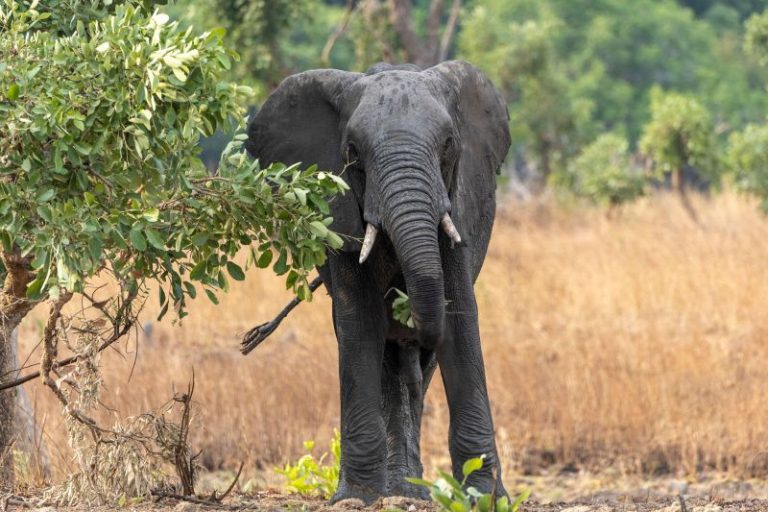 US tourist on safari in Zambia killed by charging elephant