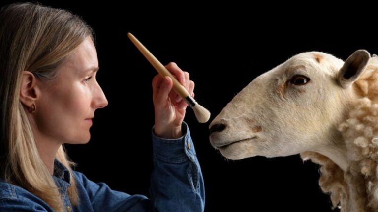 Cloned predecessor to Dolly the sheep goes on permanent display at Scottish museum