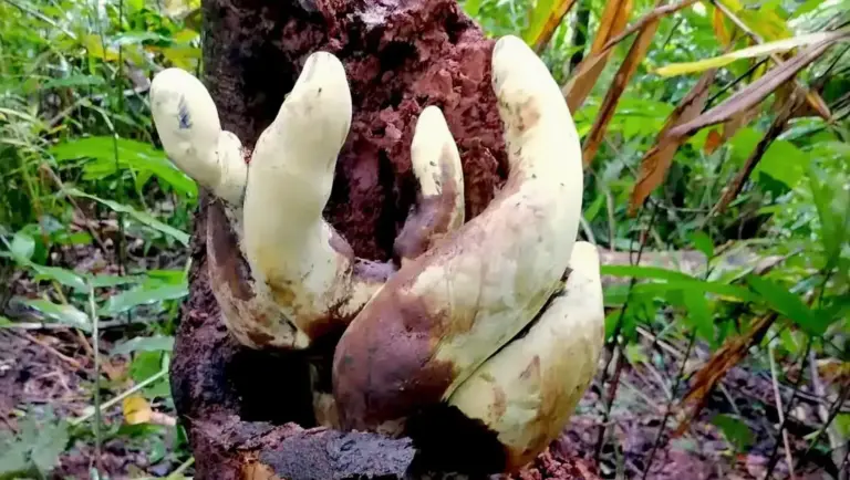 Ancient Forest Titan Emerges From the Soil of Yunnan